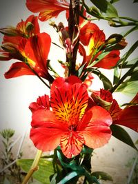 Close-up of orange day lily blooming outdoors