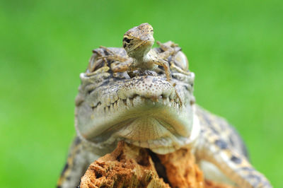 Close-up of lizard