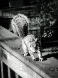 Squirrel on a lake