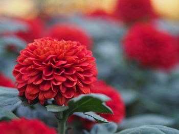 Close-up of red flowering plant