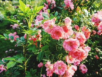 Close-up of pink flowering plants