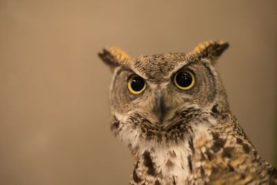 Close-up portrait of owl