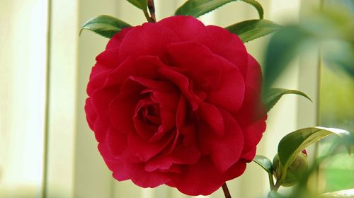 Close-up of red rose