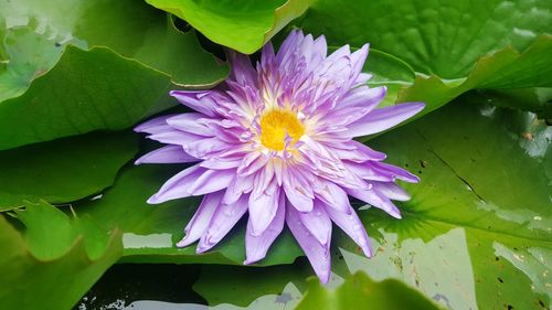 Close-up of purple water lily on leaves