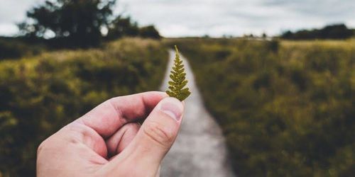 Close-up of hand holding plant on land