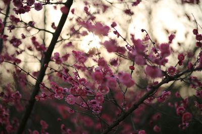 Close-up of pink flowers