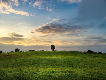 Scenic view of field against sky during sunset