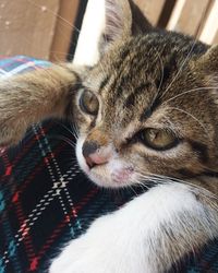 Close-up portrait of a cat