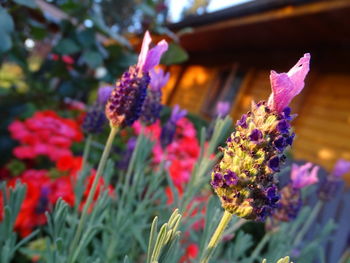 Close-up of purple flowering plant