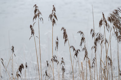 Close-up of stalks in field against sky