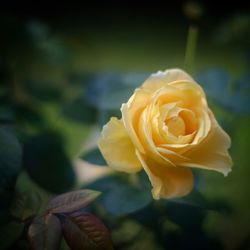 Close-up of yellow flower blooming outdoors
