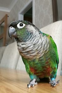 Close-up of parrot perching at home