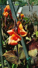 Close-up of orange flower