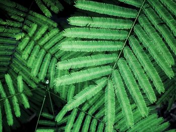 Close-up of fern