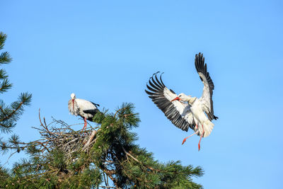 Low angle view of birds flying against blue sky