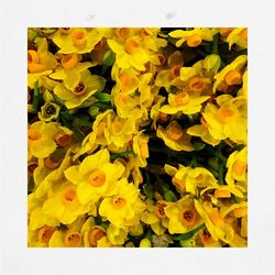 Close-up of yellow flowers