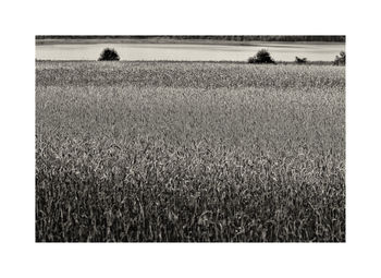 Wheat field against sky