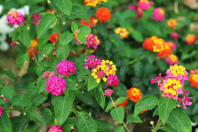 Close-up of pink flowering plants