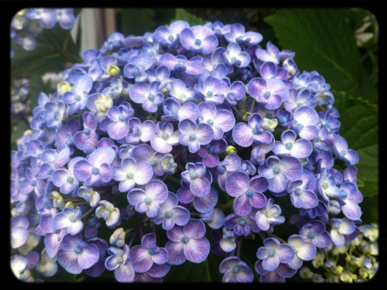 purple, flower, fragility, freshness, beauty in nature, growth, transfer print, close-up, auto post production filter, focus on foreground, petal, nature, plant, flower head, blue, blooming, outdoors, no people, in bloom, selective focus