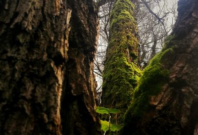 Low angle view of moss on tree trunk