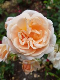 Close-up of rose flower