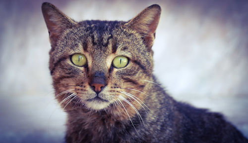 Close-up portrait of tabby cat