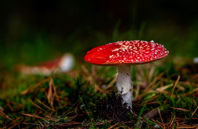Close-up of fly agaric mushroom on field