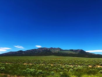 Scenic view of field against clear blue sky