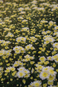 Close-up of yellow flowering plant on field