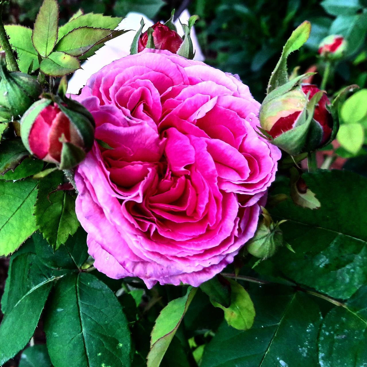 flower, nature, growth, plant, petal, fragility, freshness, beauty in nature, leaf, no people, flower head, pink color, close-up, rose - flower, outdoors, day, blooming