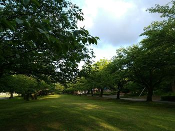 Trees in park against sky