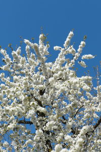 Low angle view of cherry blossoms against sky