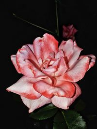 Close-up of pink flower against black background