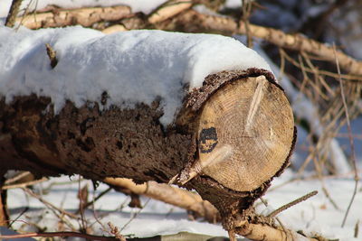 Close-up of logs in snow