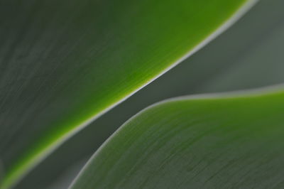 Full frame shot of green leaves