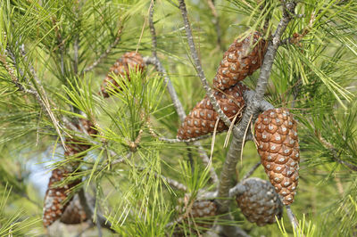 Close-up of pine cone on tree