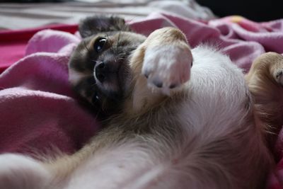 Close-up of cat resting on bed