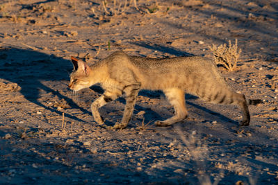 Side view of animal on land