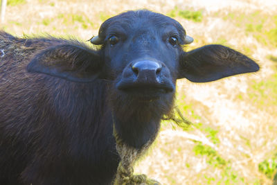 Portrait of black horse on field