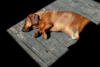 High angle view of dog sleeping