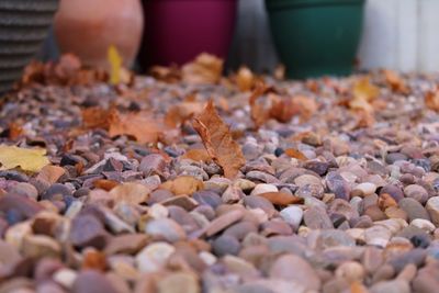 Close-up of fallen leaves on pebbles