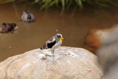 Close-up of white-headed lapwing perching on rock by lake