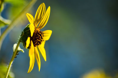 Close-up of yellow flowering plant