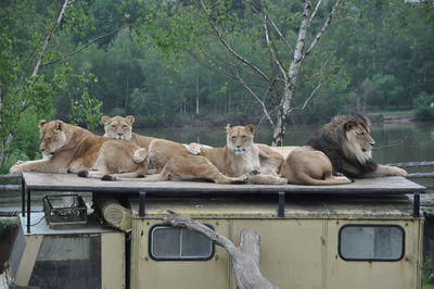 Lions resting on vehicle in forest