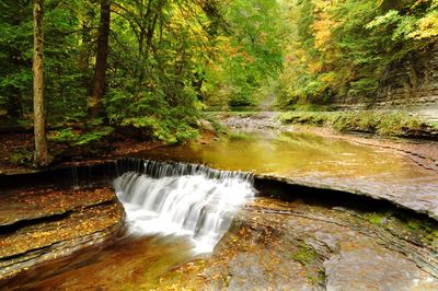 Scenic view of waterfall in forest