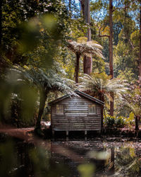 Trees and house by lake in forest