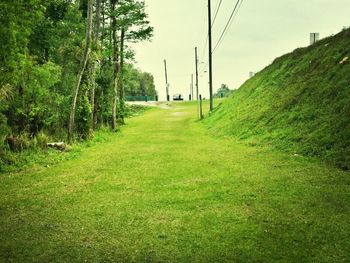 Trees on grassy field