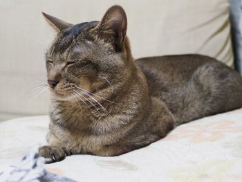 Cat with eyes closed relaxing on sofa at home