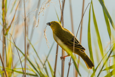 Close-up of bird perching on plant