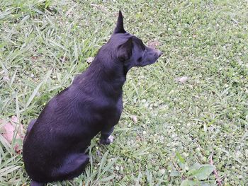 Dog on field